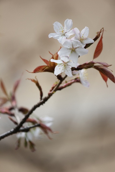 3474-13.3.29容保桜アップ　縦.jpg